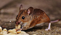 24 Hour & Emergency Exterminators in National Pen Company, TN